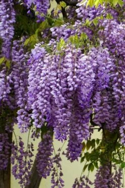Fragrant Royal Purple Wisteria Vine - 5 Gallon Pot -Wilson Bros Gardens Shop Wisteria Royal Purple 1