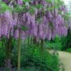 Fragrant Royal Purple Wisteria Vine - 5 Gallon Pot