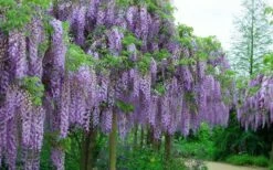 Fragrant Royal Purple Wisteria Vine - 5 Gallon Pot -Wilson Bros Gardens Shop Wisteria Royal Purple 4