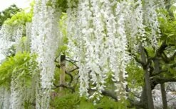 Snow Showers White Wisteria - 3 Gallon Pot -Wilson Bros Gardens Shop Wisteria Snow Showers 2