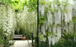 Snow Showers White Wisteria - 3 Gallon Pot -Wilson Bros Gardens Shop Wisteria Snow Showers 4