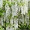 Snow Showers White Wisteria - 5 Gallon Pot