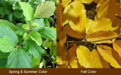 Yellow American Witch Hazel (Hamamelis Virginiana) - 3 Pack Of 1.5 Quart Pots -Wilson Bros Gardens Shop Witch Hazel Common American 10 2