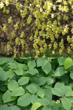 Winterthur Winterhazel (Corylopsis) - 3 Gallon Pot -Wilson Bros Gardens Shop Witch Hazel Winterthur Corylopsis 2 1