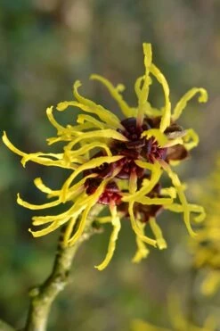 Yellow American Witch Hazel (Hamamelis Virginiana) - 3 Pack Of 1.5 Quart Pots -Wilson Bros Gardens Shop Witch hazel Common American Yellow 2 1