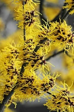 Yellow American Witch Hazel (Hamamelis Virginiana) - 3 Pack Of 1.5 Quart Pots -Wilson Bros Gardens Shop Witch hazel Common American Yellow 3 1