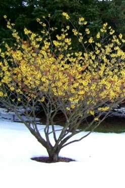 Yellow American Witch Hazel (Hamamelis Virginiana) - 3 Pack Of 1.5 Quart Pots -Wilson Bros Gardens Shop Witch hazel Common American Yellow 6 2
