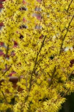 Yellow American Witch Hazel (Hamamelis Virginiana) - 3 Pack Of 1.5 Quart Pots -Wilson Bros Gardens Shop Witch hazel Common American Yellow 9 1