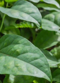 Yanang, Grass Jelly Vine (Tiliacora Triandra) -Wilson Bros Gardens Shop Yanang GrassJellyVine Tiliacoratriandra PerennialVine medicinalherb sowexoticplantnursery