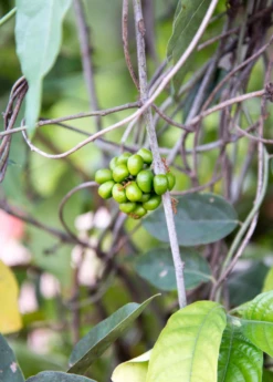 Yanang, Grass Jelly Vine (Tiliacora Triandra) -Wilson Bros Gardens Shop Yanang GrassJellyVine Tiliacoratriandra PerennialVine medicinalherb sowexoticplantnursery 1