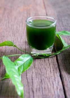 Yanang, Grass Jelly Vine (Tiliacora Triandra) -Wilson Bros Gardens Shop Yanang GrassJellyVine Tiliacoratriandra PerennialVine medicinalherb sowexoticplantnursery 3