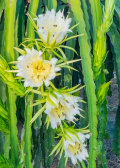 Dragon Fruit, Yellow (Selenicereus Megalanthus) 5 Dragon Fruit, Yellow (Selenicereus Megalanthus) -Wilson Bros Gardens Shop Yellow Dragon Fruit Selenicereus megalanthus pitaya flower