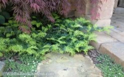 Creeping Japanese Plum Yew (Cephalotaxus Harringtonia 'Prostrata') - 2.5 Gallon Pot -Wilson Bros Gardens Shop Yew Creeping 2 50 5