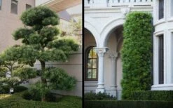 Podocarpus Macrophyllus Upright Yew - 6 Pack Of 1 Gallon Pots -Wilson Bros Gardens Shop Yew Podocarpus 2