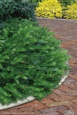 Yewtopia Plum Yew - 2 Gallon Pot