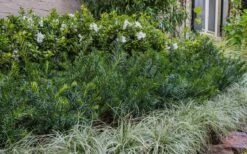 Yewtopia Plum Yew - 2 Gallon Pot -Wilson Bros Gardens Shop Yew Yewtopia 22 1