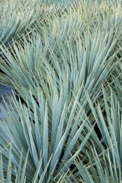 Blue Sentry Yucca - 3 Gallon Pot -Wilson Bros Gardens Shop Yucca Blue Sentry 2 1