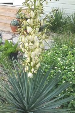 Blue Sentry Yucca - 3 Gallon Pot -Wilson Bros Gardens Shop Yucca Blue Sentry 3 1