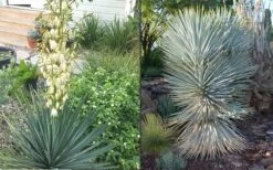 Blue Sentry Yucca - 3 Gallon Pot -Wilson Bros Gardens Shop Yucca Blue Sentry 4 1