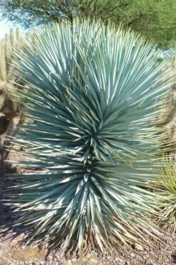 Blue Sentry Yucca - 3 Gallon Pot