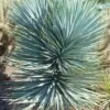 Blue Sentry Yucca - 1 Gallon Pot