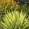 Color Guard Yucca - 1 Gallon Pot
