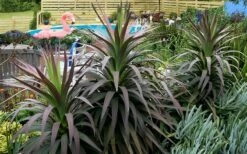 Blue Boy Yucca - 3 Gallon Pot -Wilson Bros Gardens Shop Yucca MaBlue Boy 8