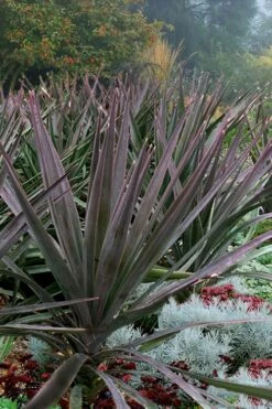 Magenta Magic Yucca - 3 Gallon Pot