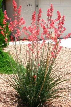 Red Yucca - 3 Gallon Pot -Wilson Bros Gardens Shop Yucca Red 6