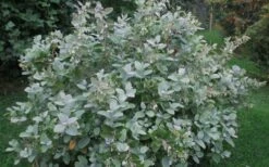 Woodlanders Blue Dusty Zenobia (Honeycup) - 1 Gallon Pot -Wilson Bros Gardens Shop Zenobia Woodlanders Blue 20