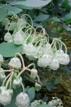 Woodlanders Blue Dusty Zenobia (Honeycup) - 1 Gallon Pot -Wilson Bros Gardens Shop Zenobia Woodlanders Blue 7