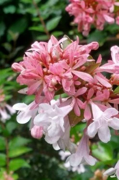 Canyon Creek Abelia - 3 Gallon Pot -Wilson Bros Gardens Shop abelia grandiflora canyon creek 3