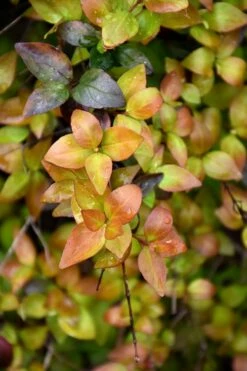 Canyon Creek Abelia - 3 Gallon Pot -Wilson Bros Gardens Shop abelia grandiflora canyon creek 4