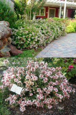 Little Richard Dwarf Abelia - 3 Gallon Pot -Wilson Bros Gardens Shop abelia grandiflora little richard 1