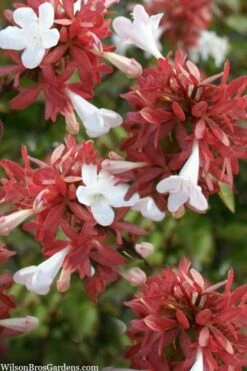 Little Richard Dwarf Abelia - 3 Gallon Pot -Wilson Bros Gardens Shop abelia grandiflora little richard 6