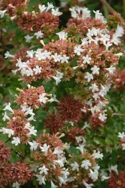 Little Richard Dwarf Abelia - 3 Gallon Pot -Wilson Bros Gardens Shop abelia grandiflora little richard 9