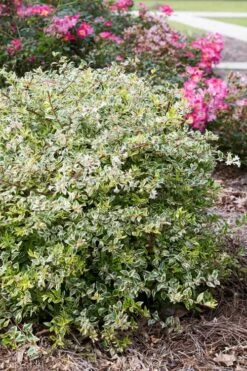 Miss Lemon Dwarf Abelia - 1 Gallon Pot -Wilson Bros Gardens Shop abelia grandiflora miss lemon 11