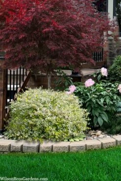 Miss Lemon Dwarf Abelia - 1 Gallon Pot -Wilson Bros Gardens Shop abelia grandiflora miss lemon 13