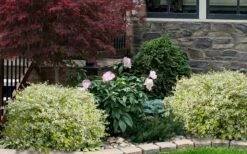 Miss Lemon Dwarf Abelia - 1 Gallon Pot -Wilson Bros Gardens Shop abelia grandiflora miss lemon 1420