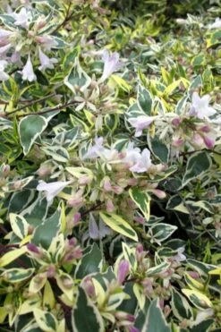 Lemon Lime Dwarf Abelia - 3 Gallon Pot