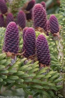 Horstmann's Silberlocke Korean Fir - 2 Gallon Pot -Wilson Bros Gardens Shop abies koreana hortmanns silberlocke korean fir 3 1