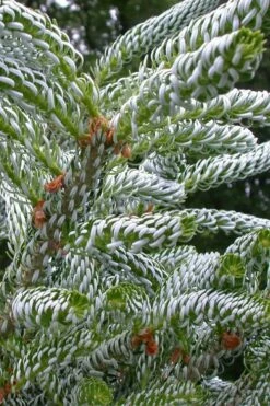 Horstmann's Silberlocke Korean Fir - 2 Gallon Pot -Wilson Bros Gardens Shop abies koreana hortmanns silberlocke korean fir 4 1