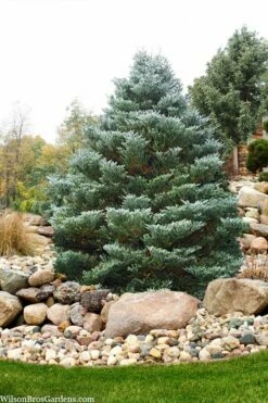 Horstmann's Silberlocke Korean Fir - 2 Gallon Pot -Wilson Bros Gardens Shop abies koreana hortmanns silberlocke korean fir 6 1