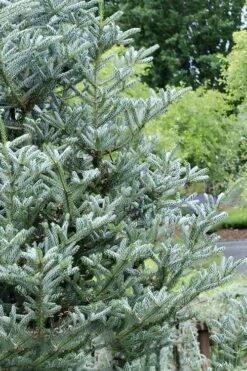 Horstmann's Silberlocke Korean Fir - 2 Gallon Pot -Wilson Bros Gardens Shop abies koreana hortmanns silberlocke korean fir 7 1