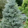 Horstmann's Silberlocke Korean Fir - 2 Gallon Pot