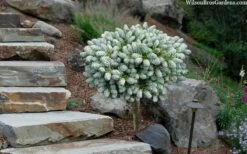 Ice Breaker Korean Fir (Single Trunk Topiary) - 1 Gallon Pot -Wilson Bros Gardens Shop abies koreana kouhouts ice breaker korean fir 2 2