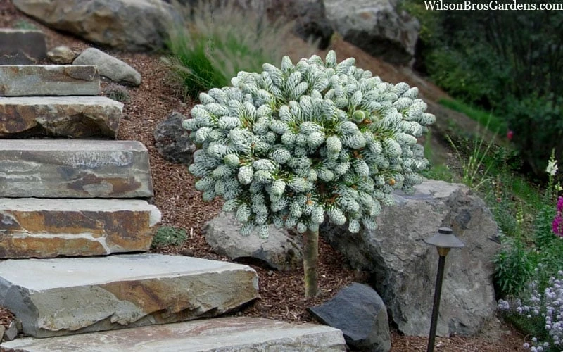 Ice Breaker Korean Fir (Single Trunk Topiary) - 2 Gallon Pot 5 Ice Breaker Korean Fir (Single Trunk Topiary) - 2 Gallon Pot - Image 5