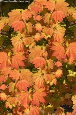 Pacific Fire Vine Maple - 5 Gallon Pot