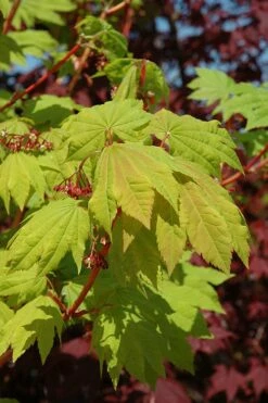 Pacific Fire Vine Maple - 3 Gallon Pot -Wilson Bros Gardens Shop acer circinatum pacific fire vine maple tree 3 1