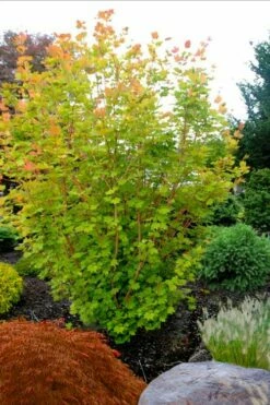 Pacific Fire Vine Maple - 5 Gallon Pot -Wilson Bros Gardens Shop acer circinatum pacific fire vine maple tree 5